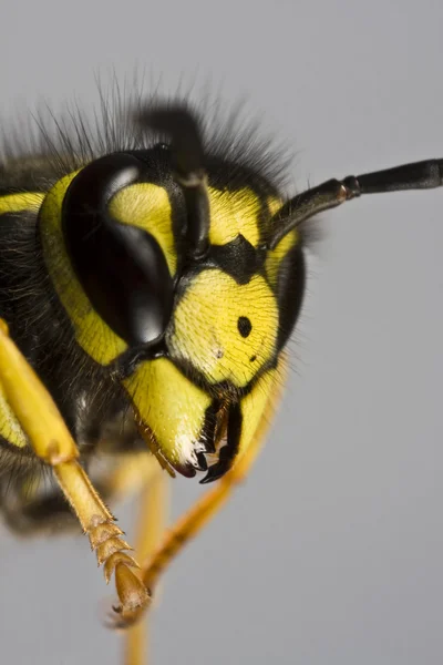 Head of wasp in grey background — Stock Photo, Image