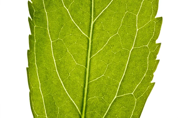 Teil des grünen Blattes in Nahaufnahme — Stockfoto