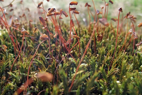 Stock image Moss sporangiums closeup