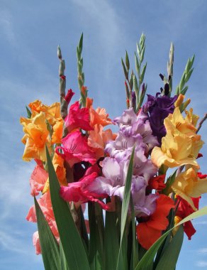 Bunch of gladioli flowers clipart