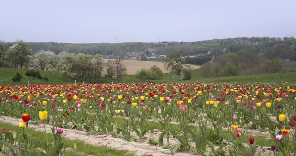 Paesaggio e un campo di tulipani — Foto Stock