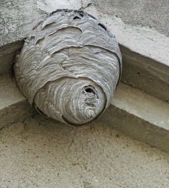 Hornets nest under a roof overhang clipart