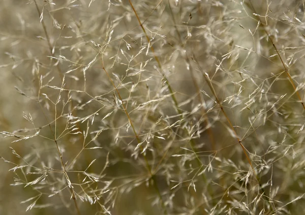 Sere filigree grass detail — Stock Photo, Image