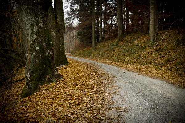 Path in german forest