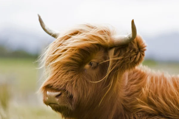 Young brown highland cattle — Stock Photo, Image