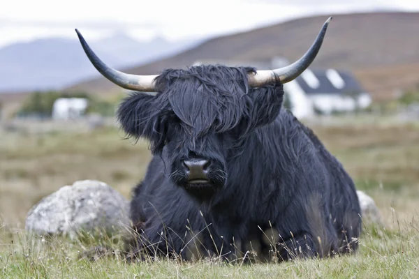 Jonge bruin highland vee — Stockfoto
