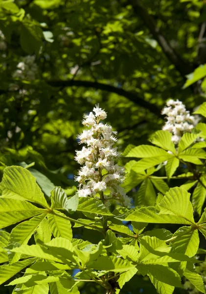 stock image Chestnut blossoms vertical