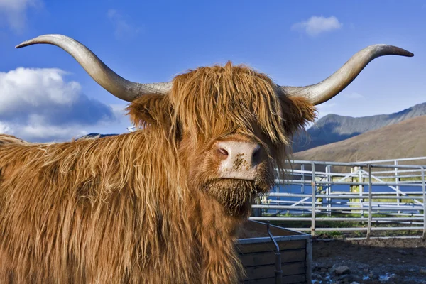 stock image Brown highland cattle with blue sky in background