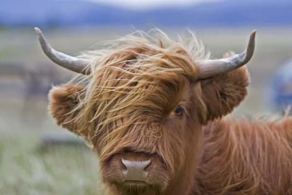 Young brown highland cattle — Stock Photo, Image