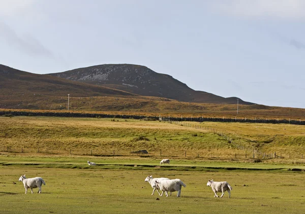 Fåren i scotisch landskap — Stockfoto