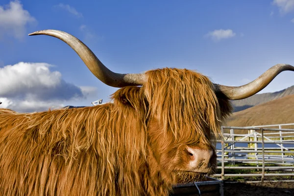 Brown highland cattle with blue sky in background — Stock Photo, Image
