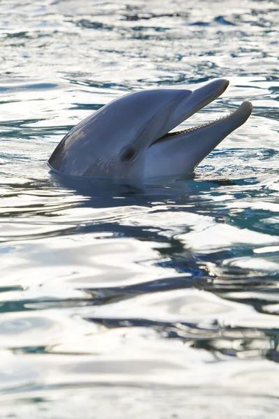 Delfin mosoly — Stock Fotó