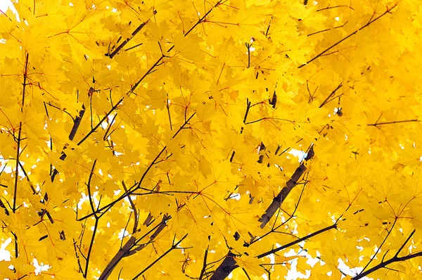 Stock image Yellow maple leafs