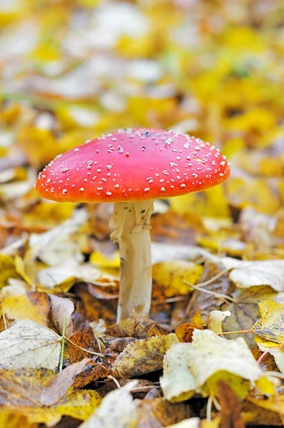 Red mushroom — Stock Photo, Image
