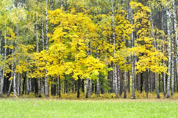 Őszi erdőben — Stock Fotó
