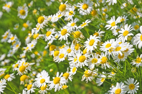 Field of daisyes — Stock Photo, Image