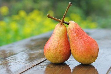 Two pears clipart