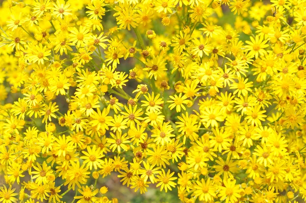 Flores pequenas amarelas . — Fotografia de Stock