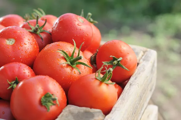 Tomaten in einer Schachtel — Stockfoto
