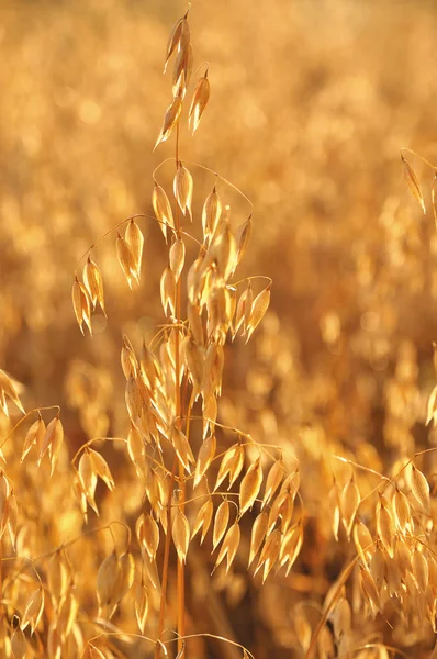 Zab. gabonafélék — Stock Fotó
