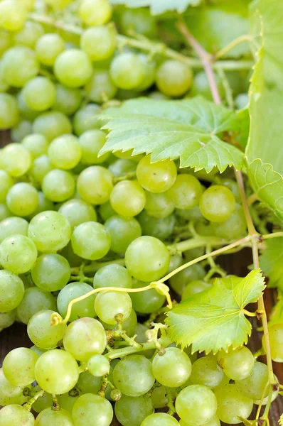 Grappoli d'uva. — Foto Stock