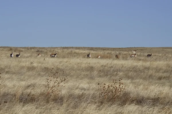 Gräsmark antilop — Stockfoto