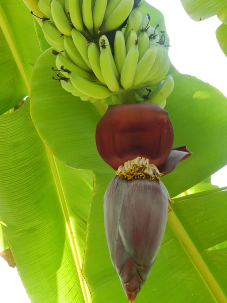 Bunga dan pisang. — Stok Foto