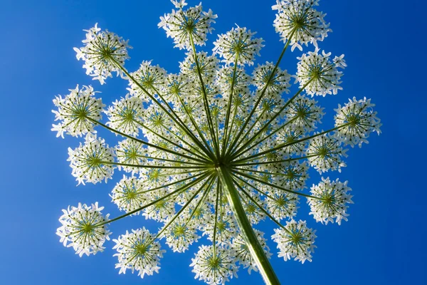 stock image Flower