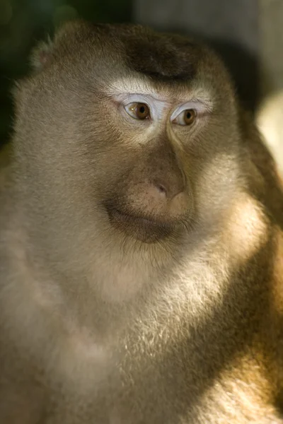 Małpa — Zdjęcie stockowe