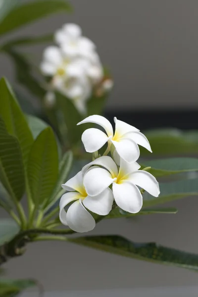 白 flower_2 — ストック写真