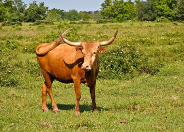 Steer in the Pasture clipart