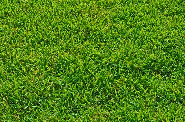 stock image Healthy Green Grass