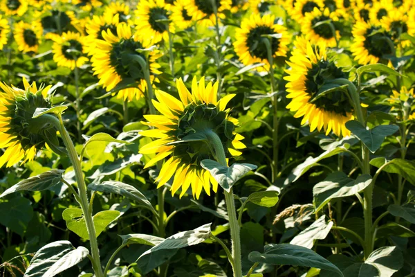 Sunflowers are turned towards the sun — Stock Photo, Image