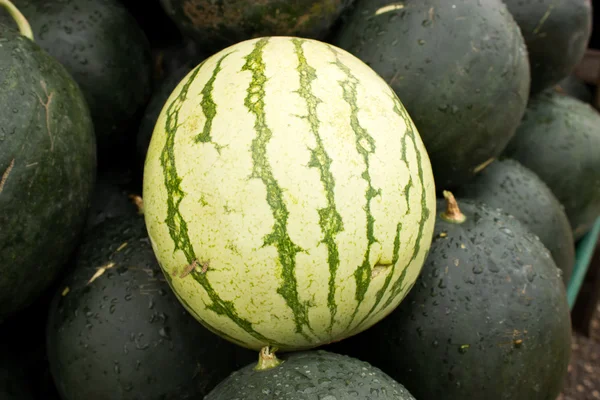 stock image Different watermelon