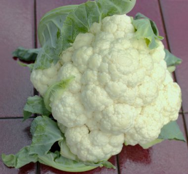 Cauliflower clipart