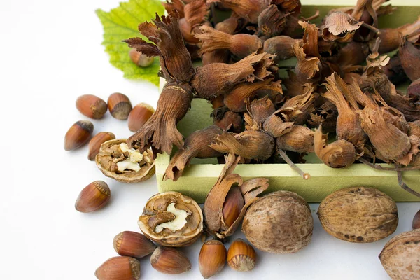 Hazelnut and walnuts — Stock Photo, Image