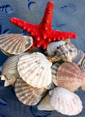 Seashells and starfish clipart