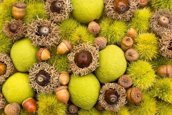 Chestnut and acorn — Stock Photo, Image