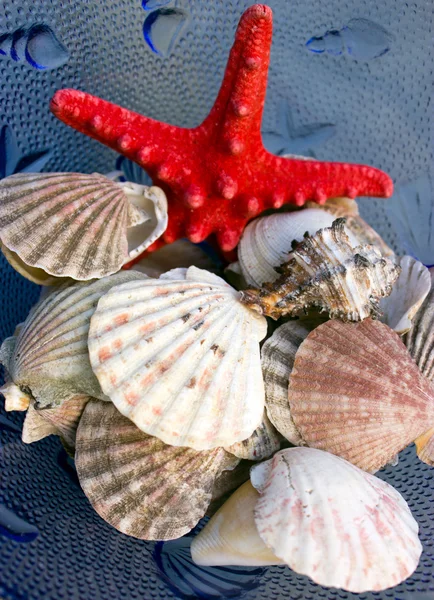 stock image Seashells and starfish