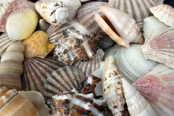 stock image Seashells