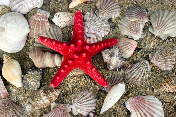 貝殻およびヒトデ — ストック写真