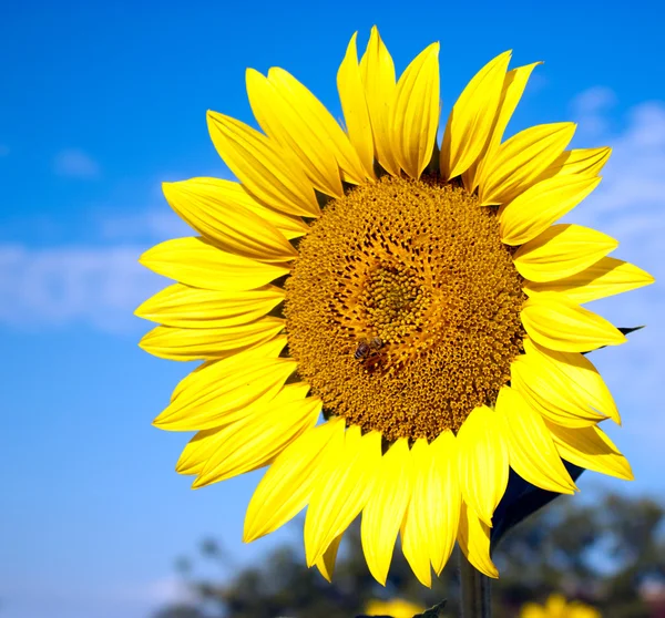 Sunnflower — Stock Photo, Image