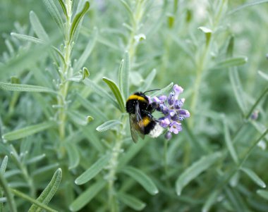 Bumblebee üzerinde lavanta