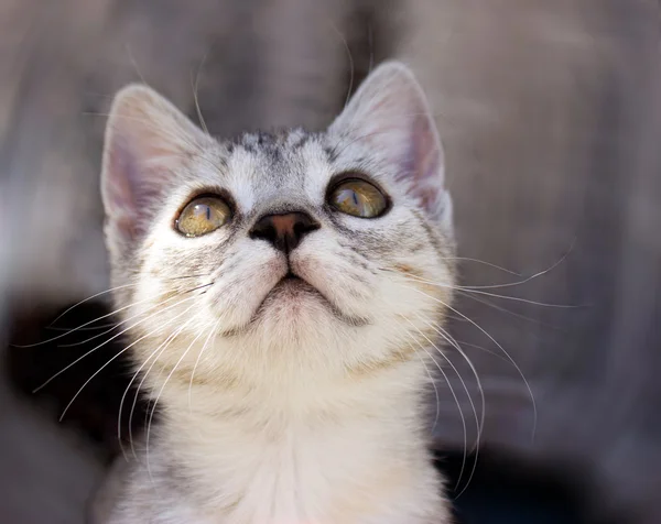 Kitten — Stock Photo, Image