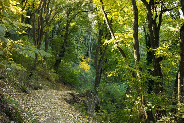 Осень в лесу — стоковое фото