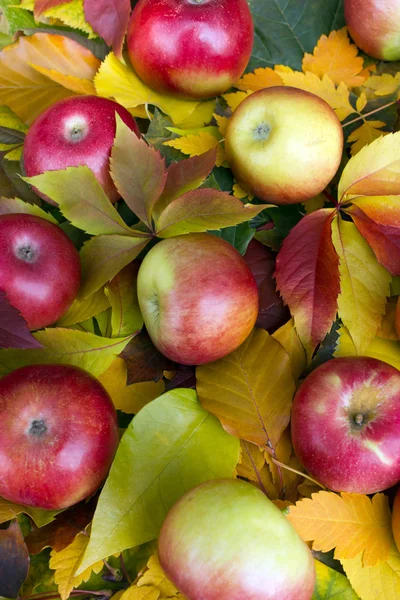 Appels en autumun bladeren — Stockfoto