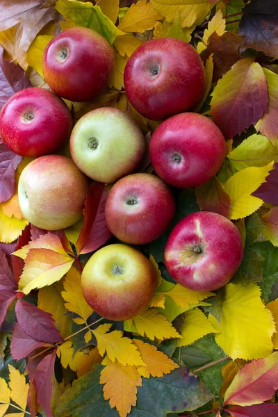 Pommes et feuilles d'automne — Photo