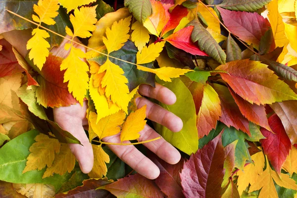 Blätter in der Hand — Stockfoto