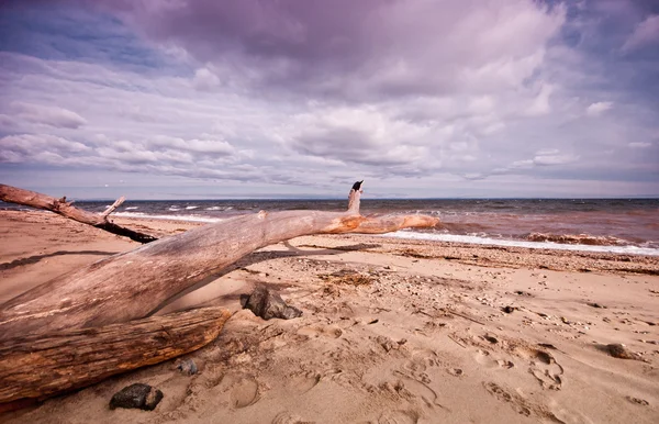 stock image Cloudy morning at the beach