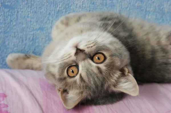 Porträtt av en grå kattunge i bakgrunden blå-Rosa — Stockfoto